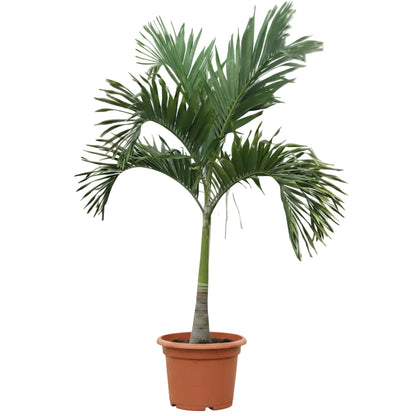 Manila Palm, Veitchia Merrillii - Greenie.ae Dubai UAE Delivery Online Shop