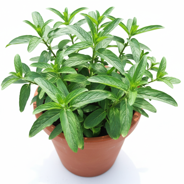 Habak, Mentha longifolia, Desert mint