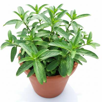 Habak, Mentha longifolia, Desert mint