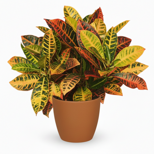 Codiaeum Variegatum Croton, Garden croton