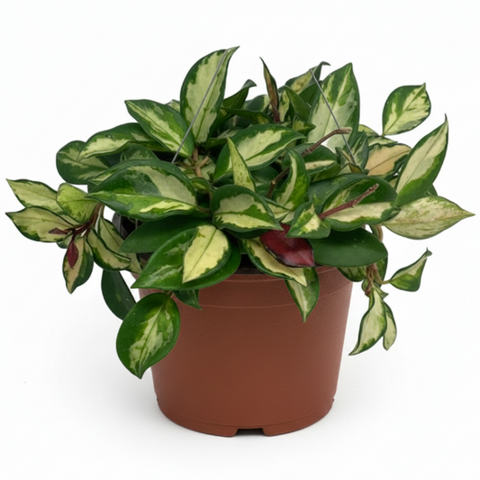 Hoya Carnosa, Wax Plant, Multi Color