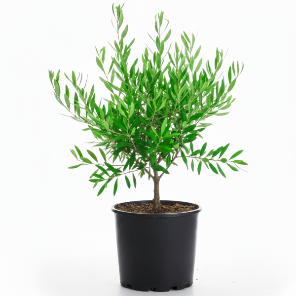 Olive Dwarf Indoor - Olive Bonsai - Greenie.ae Dubai UAE Delivery Online Shop