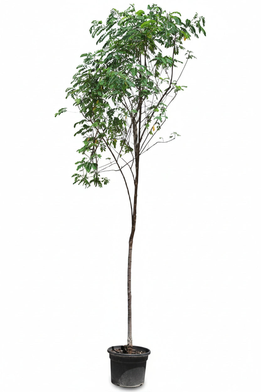 Cassia Surattensis, Scrambled Egg Plant, Sunshine tree