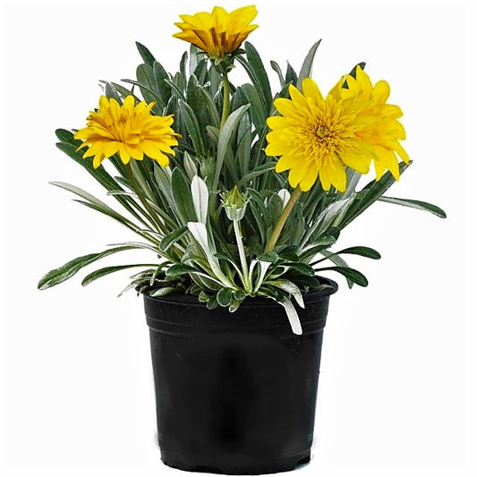 Gazania Uniflora, Treasure Flower (small) - www.Greenie.ae Buy online Best and Healthy Plants and quality products guarantee in Dubai Plants Shop in Dubai Abu Dhabi all over UAE Plants near me Fresh Plants in Dubai where to buy plants in UAE - Greenie.ae