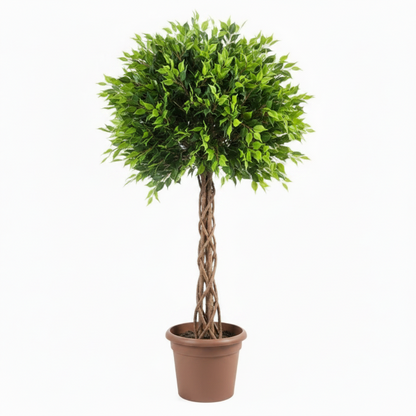Ficus Panda Cage Shape