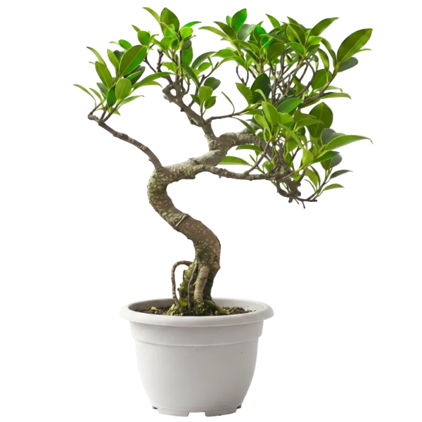Ficus S Bonsai - Greenie.ae Dubai UAE Delivery Online Shop