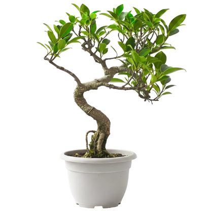 Ficus S Bonsai - Greenie.ae Dubai UAE Delivery Online Shop