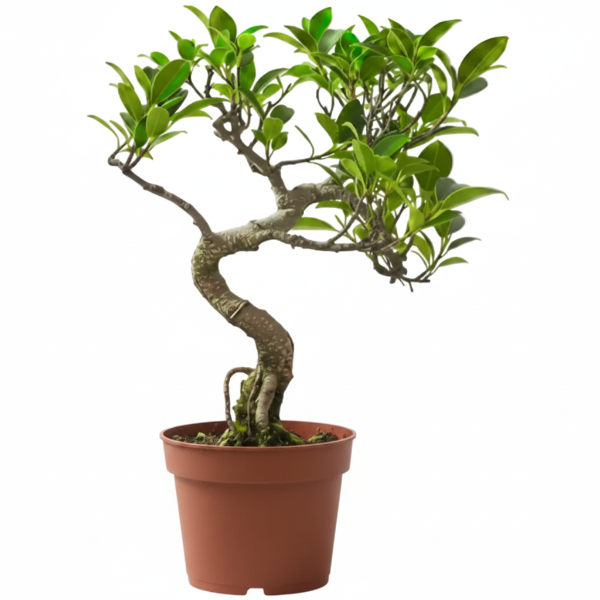 Ficus S Bonsai - Greenie.ae Dubai UAE Delivery Online Shop