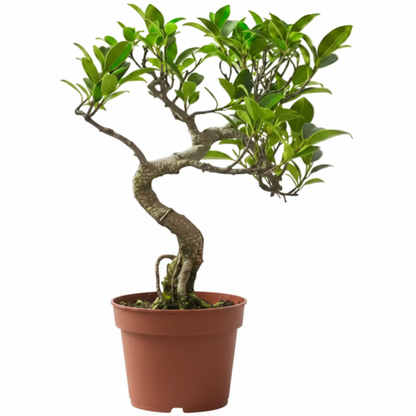 Ficus S Bonsai - Greenie.ae Dubai UAE Delivery Online Shop