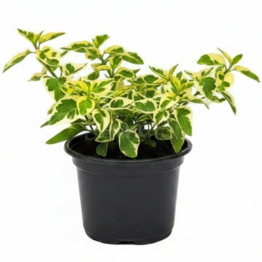 Asystasia Gangetica, Chinese Violet