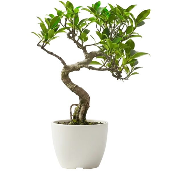 Ficus S Bonsai - Greenie.ae Dubai UAE Delivery Online Shop