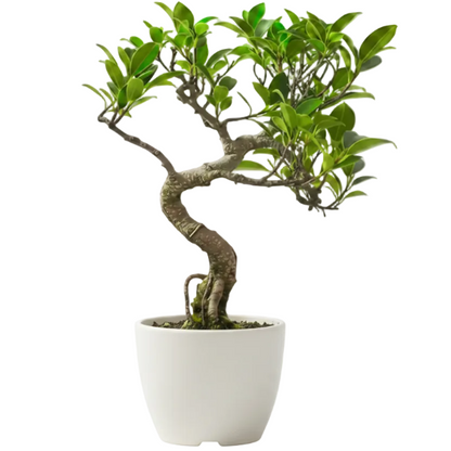 Ficus S Bonsai - Greenie.ae Dubai UAE Delivery Online Shop