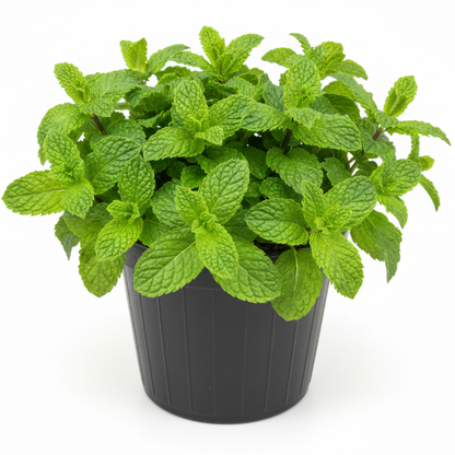Balm Mint, Melissa - Greenie.ae Dubai UAE Delivery Online Shop