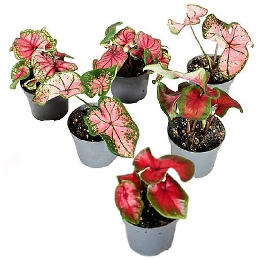 Caladiums or Angel Wings Small - www.Greenie.ae Buy online Best and Healthy Plants and quality products guarantee in Dubai Plants Shop in Dubai Abu Dhabi all over UAE Plants near me Fresh Plants in Dubai where to buy plants in UAE - Greenie.ae