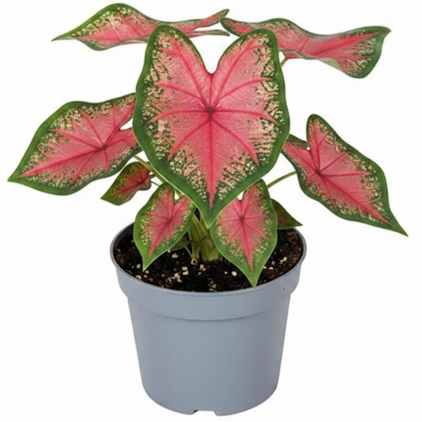 Angel Wings, Caladiums