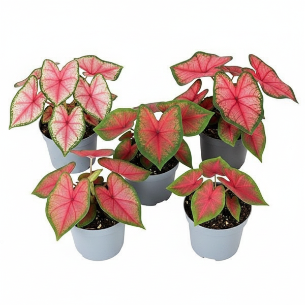 Angel Wings, Caladiums