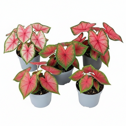 Angel Wings, Caladiums