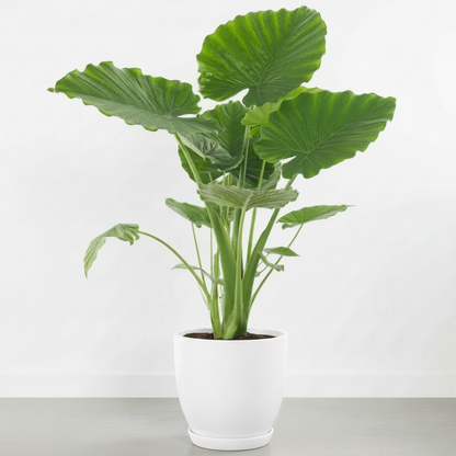 Alocasia Gageana, Elephant Ear, Alocasia California