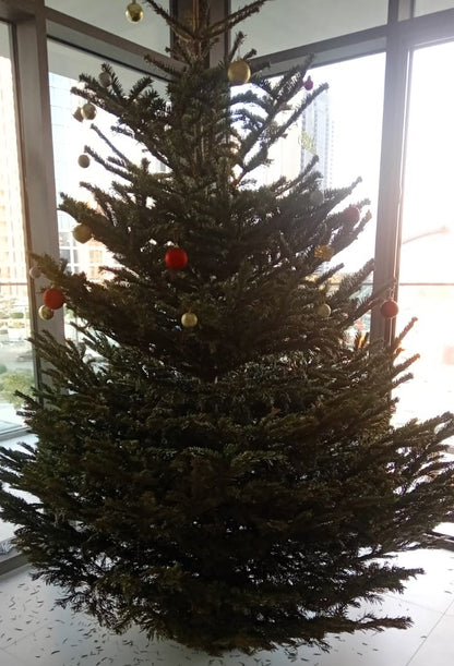 Real Christmas tree, Nordmann fir, Caucasian fir