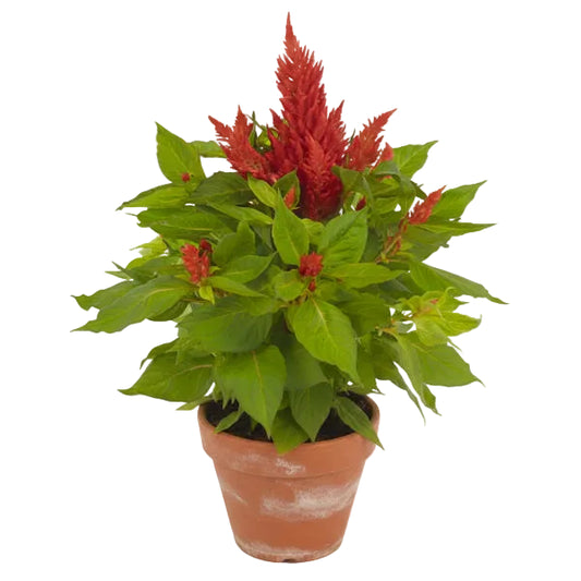Potted plant with red flowers and green leaves on a white background