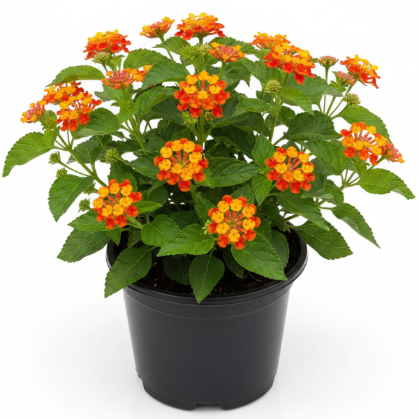 Lantana Camara, Red Sage - Greenie.ae Dubai UAE Delivery Online Shop