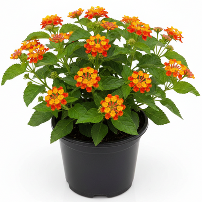 Lantana Camara, Red Sage - Greenie.ae Dubai UAE Delivery Online Shop