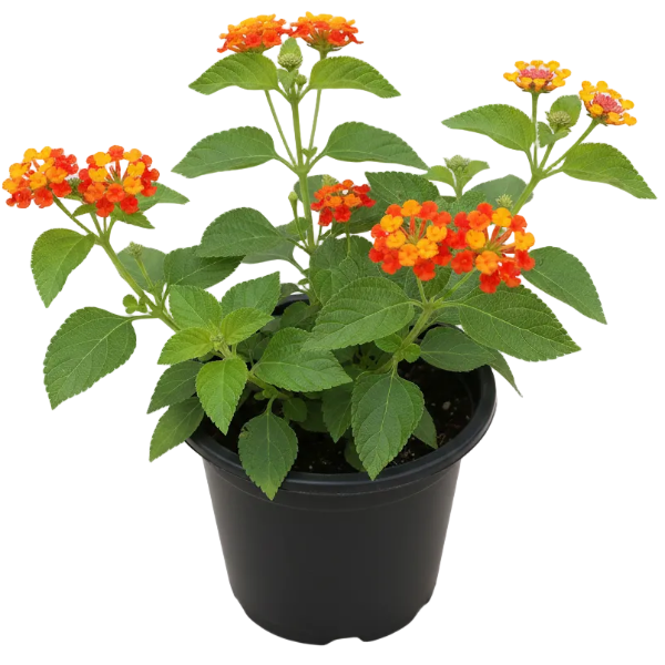 Lantana Camara, Red Sage - Greenie.ae Dubai UAE Delivery Online Shop
