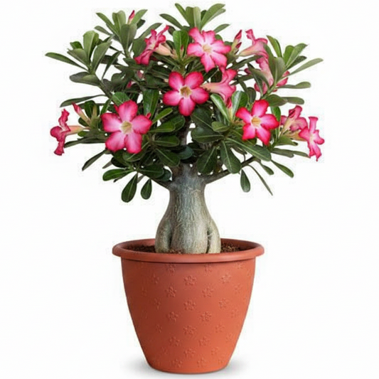 Adenium Obesum, Desert Rose
