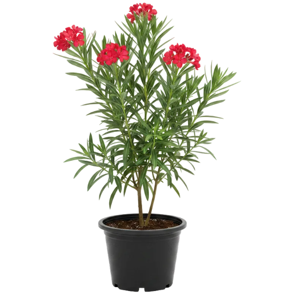 Nerium Oleander - Greenie.ae Dubai UAE Delivery Online Shop