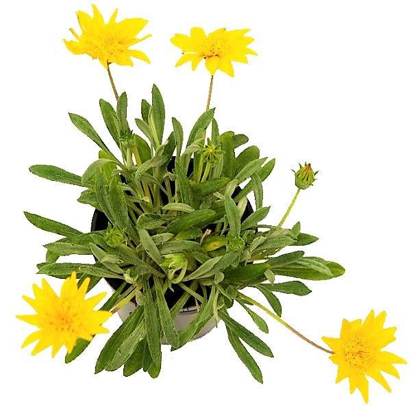 Gazania Uniflora, Treasure Flower (small) - www.Greenie.ae Buy online Best and Healthy Plants and quality products guarantee in Dubai Plants Shop in Dubai Abu Dhabi all over UAE Plants near me Fresh Plants in Dubai where to buy plants in UAE - Greenie.ae