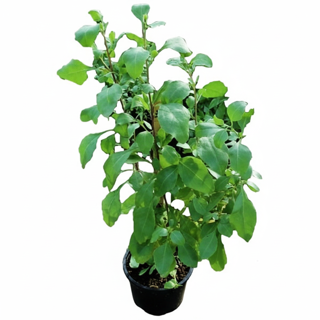 Atriplex semibaccata, Salt Bush