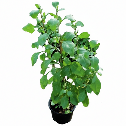 Atriplex semibaccata, Salt Bush