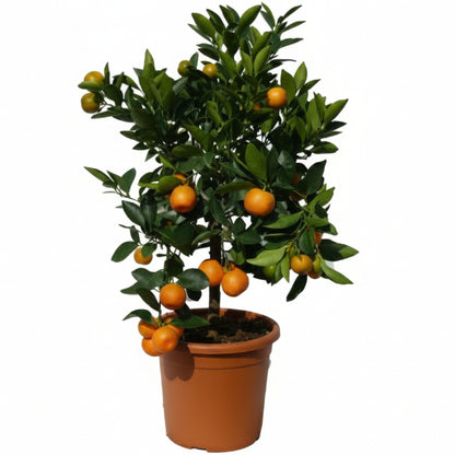 Mandarin Plant, Kinnow Orange tree - Greenie.ae Dubai UAE Delivery Online Shop