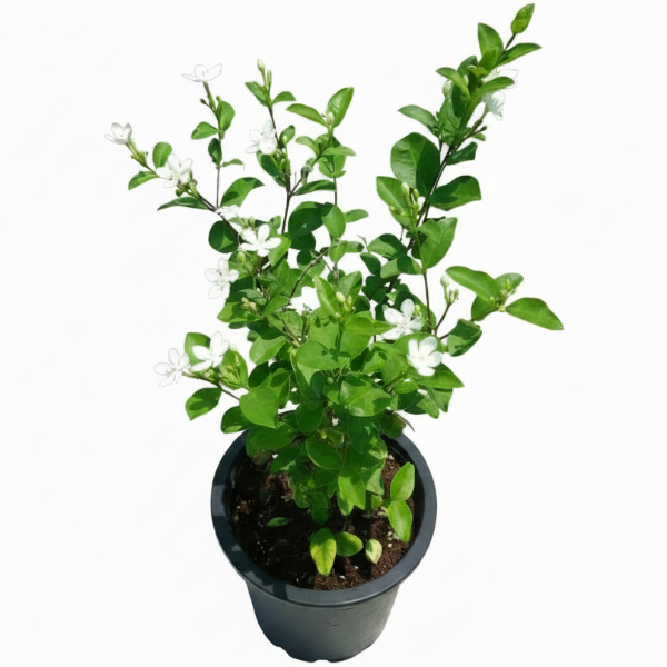 A potted jasmine plant with green leaves and small white flowers, shown against a solid gray background.