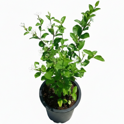 A potted jasmine plant with green leaves and small white flowers, shown against a solid gray background.