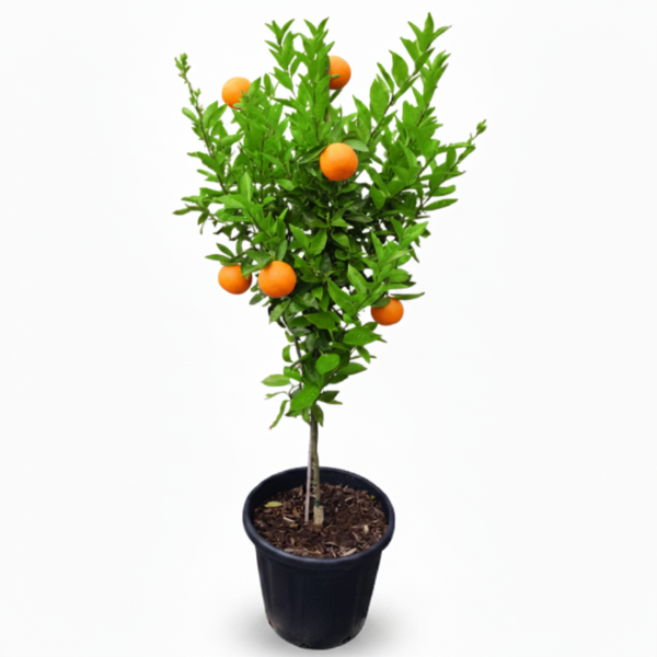 Mandarin Plant , Kinnow Orange tree