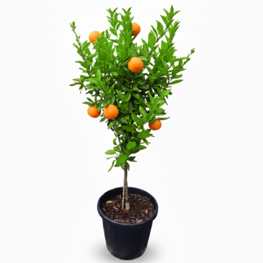 Mandarin Plant , Kinnow Orange tree