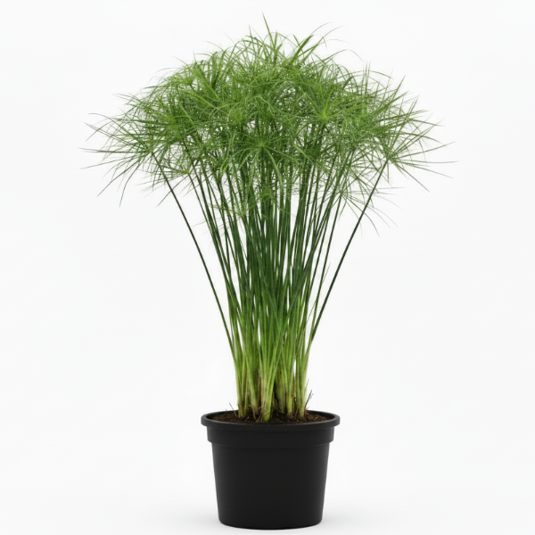Cyperus Haspan, Dwarf Cyperus