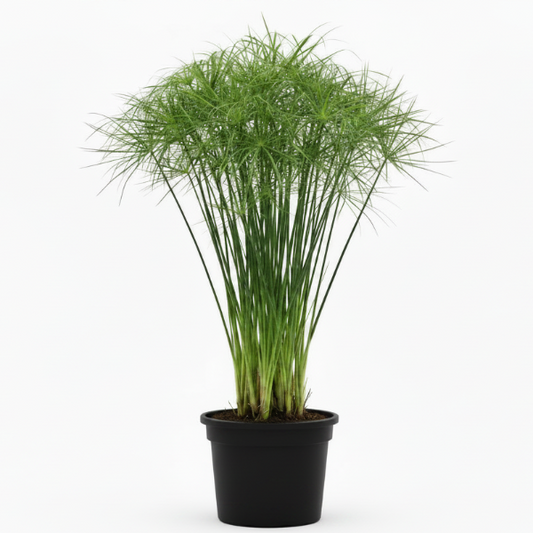 Cyperus Haspan, Dwarf Cyperus