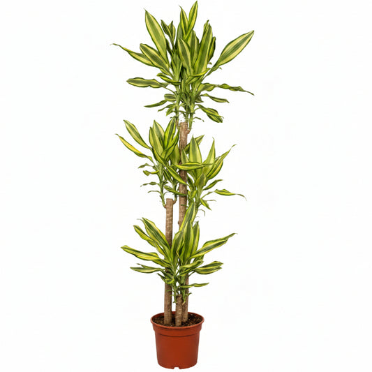 Dracaena Fragrans, Yellow Coast - www.Greenie.ae Buy online Best and Healthy Plants and quality products guarantee in Dubai Plants Shop in Dubai Abu Dhabi all over UAE Plants near me Fresh Plants in Dubai where to buy plants in UAE - Greenie.ae