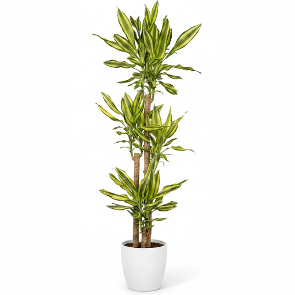 Dracaena Fragrans, Yellow Coast