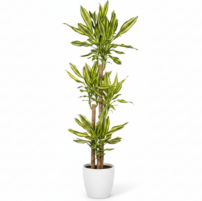 Dracaena Fragrans, Yellow Coast