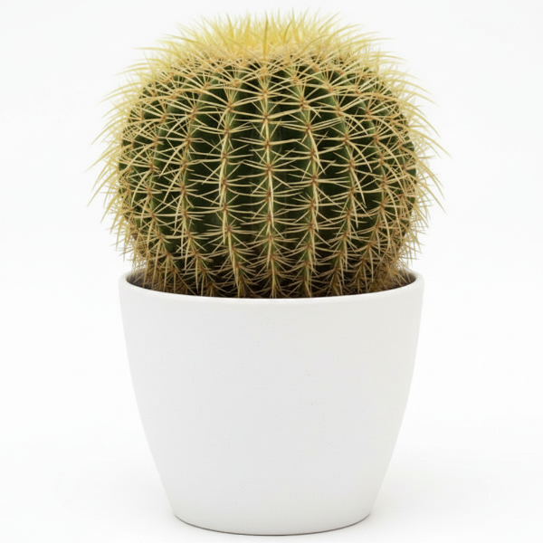 Echinocactus Grusonii, Golden Barrel Cactus, Ball Cactus