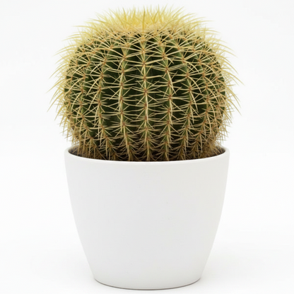 Echinocactus Grusonii, Golden Barrel Cactus, Ball Cactus