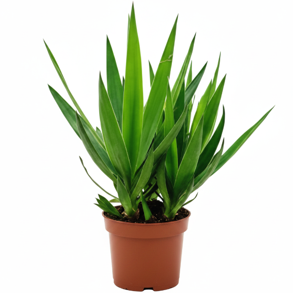 Yucca Elephantipes, Spineless Yucca, Giant Yucca