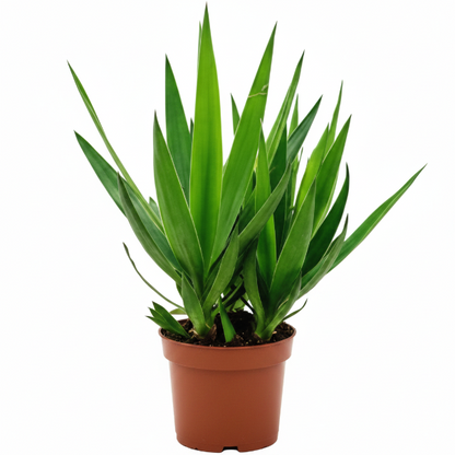 Yucca Elephantipes, Spineless Yucca, Giant Yucca