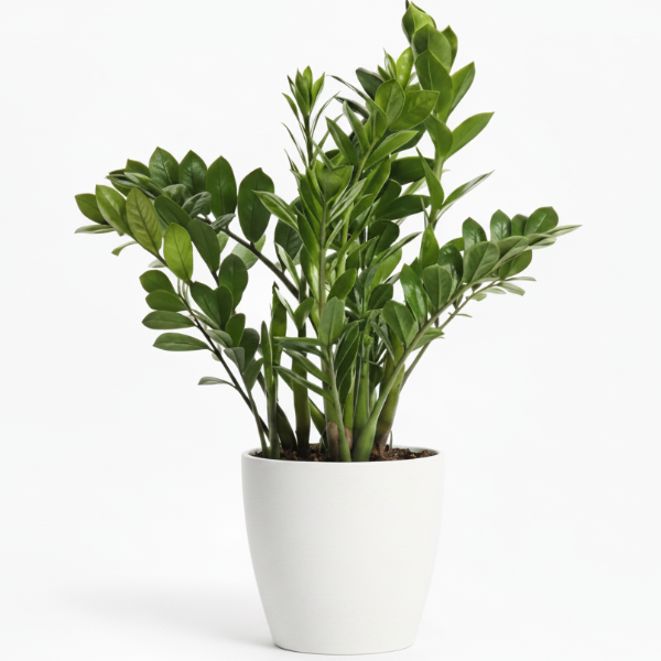 ZZ Plant, Zamioculcas Zamiifolia, Zanzibar Gem