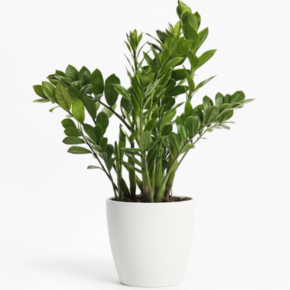 ZZ Plant, Zamioculcas Zamiifolia, Zanzibar Gem