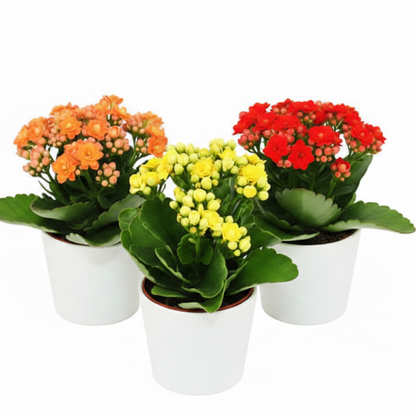 Kalanchoe blossifeldiana, Flaming Katy, Christmas , outdoor