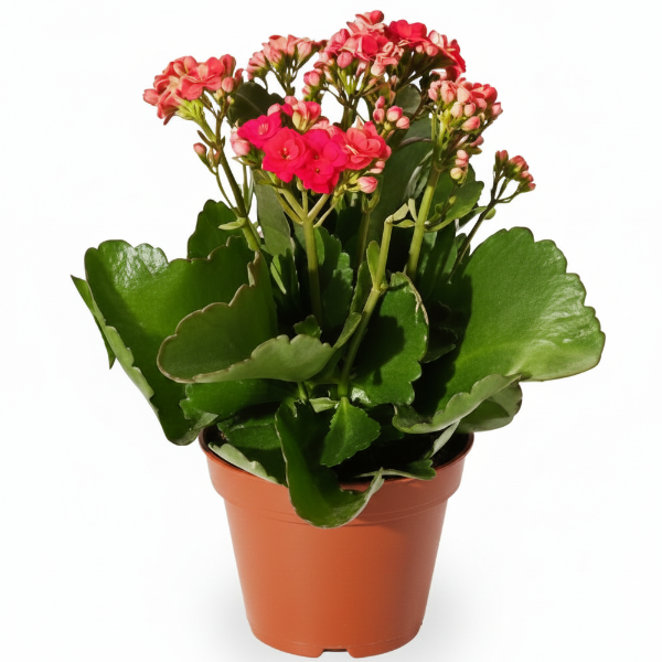 Kalanchoe blossifeldiana, Flaming Katy, Christmas , outdoor